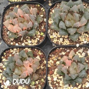 Haworthia Black Cooperi Weak Variegated