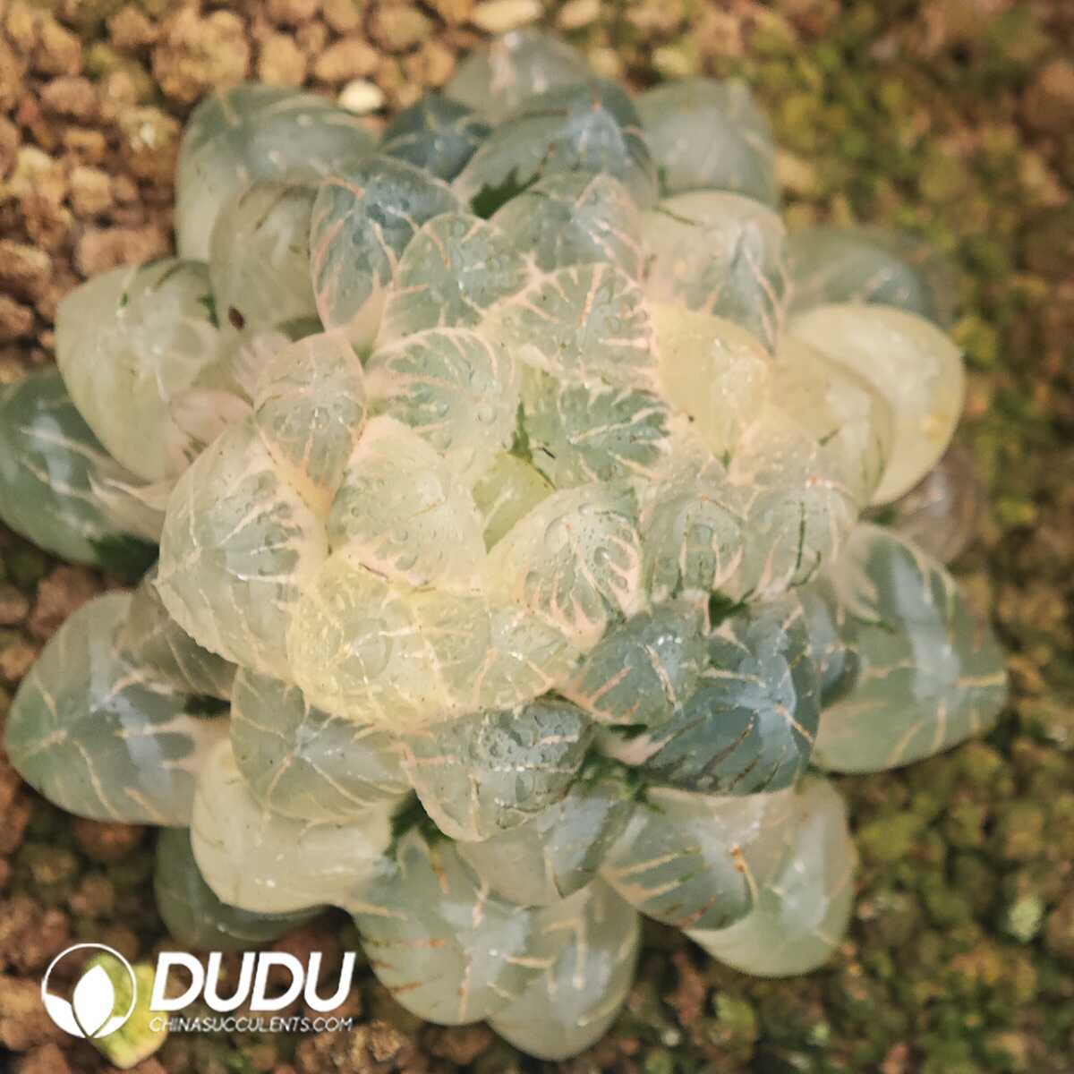 1756129710-1750041390-e201.jpg Haworthia Cooperi Var. Truncata - 画像 (1)