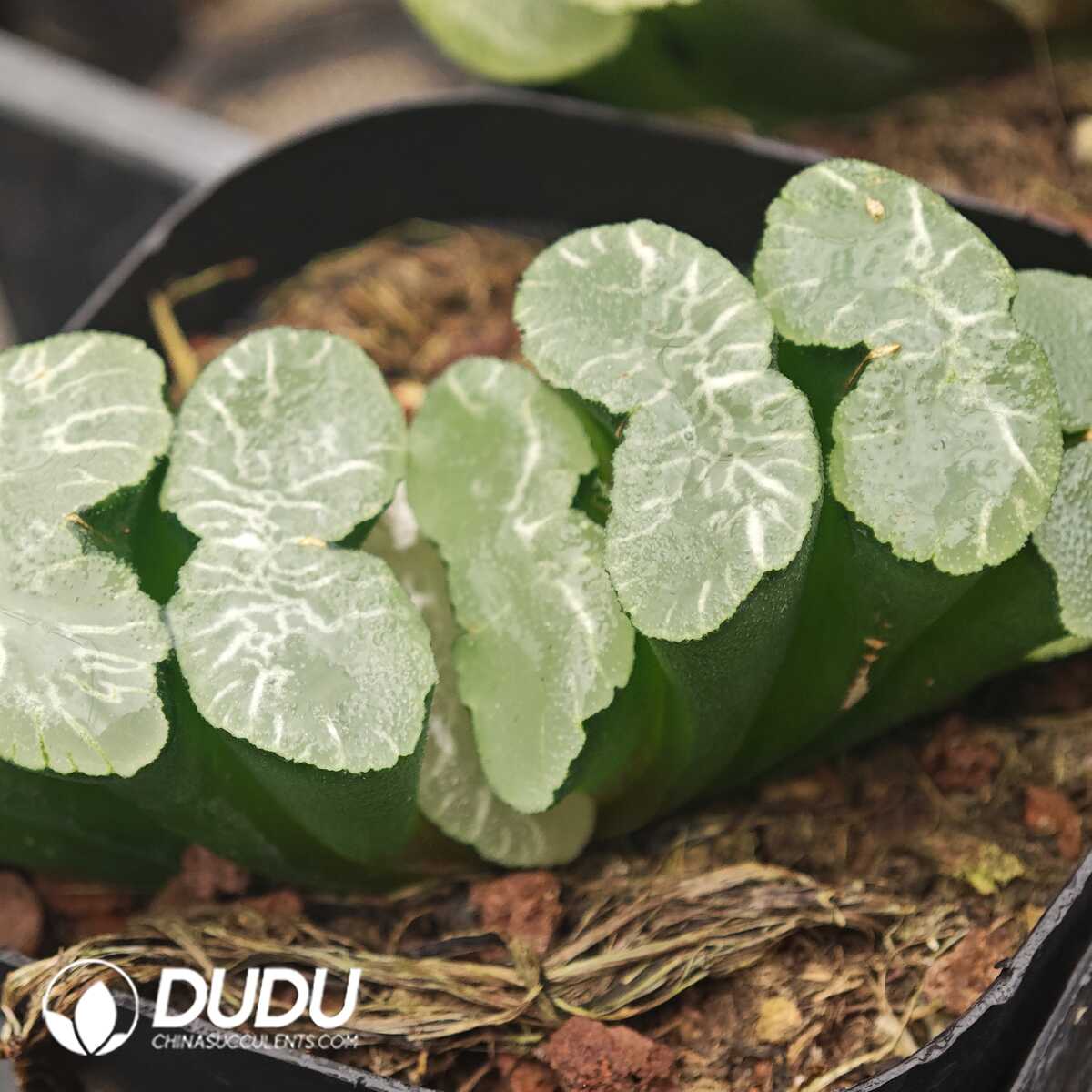 1756129735-1750041462-e201.jpg Haworthia Great Waterfall - 画像 (1)