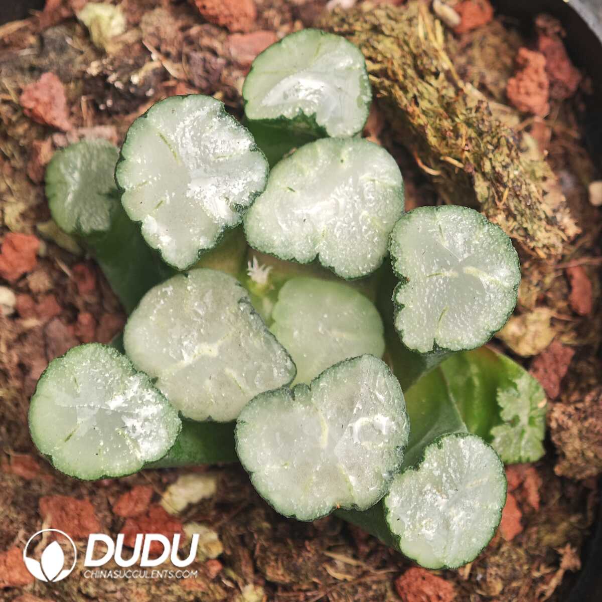 1756129749-1750041500-e201.jpg Haworthia Maughanii Amaterasu - 画像 (1)