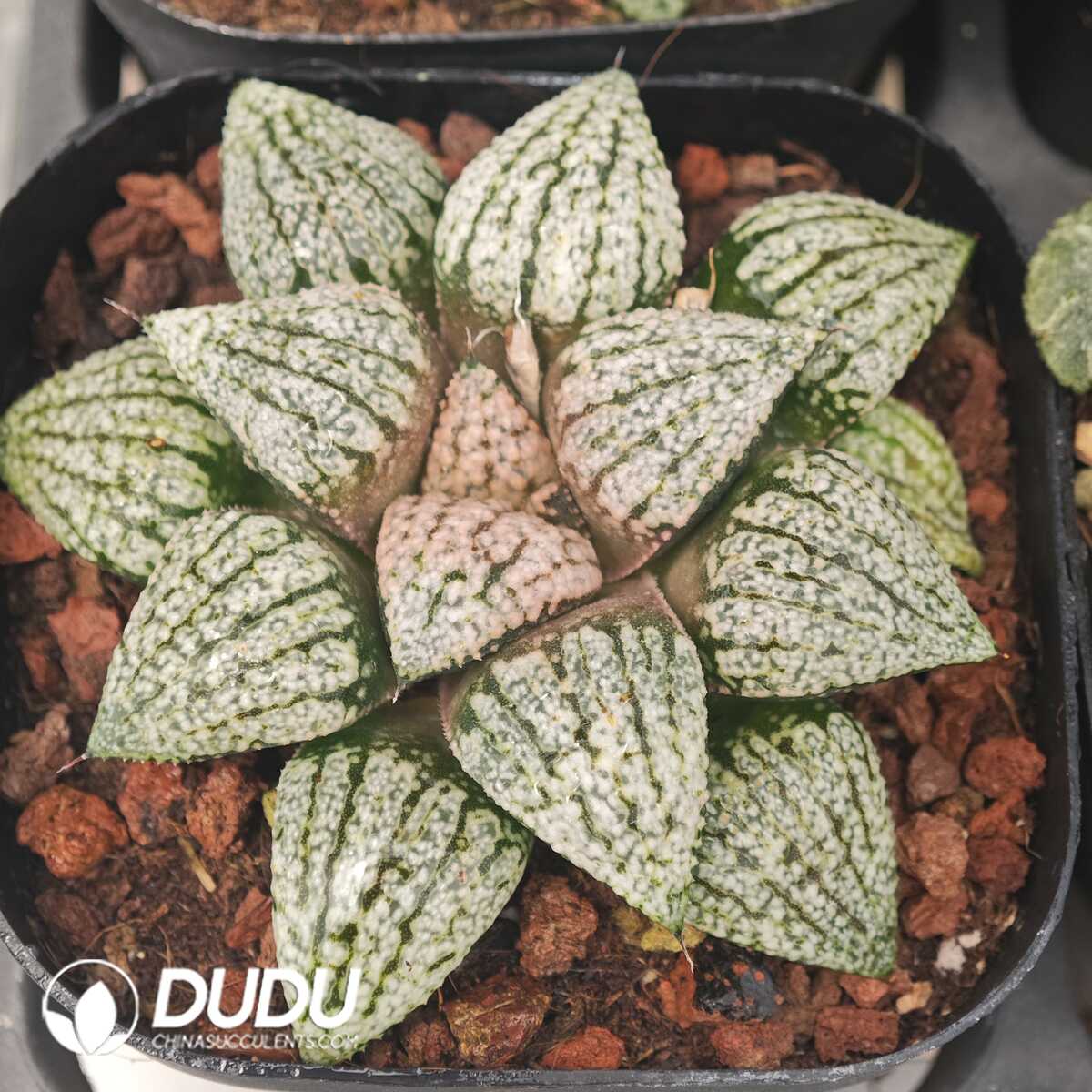 1756129759-1750041528-e201.jpg Haworthia Platinum - 画像 (1)