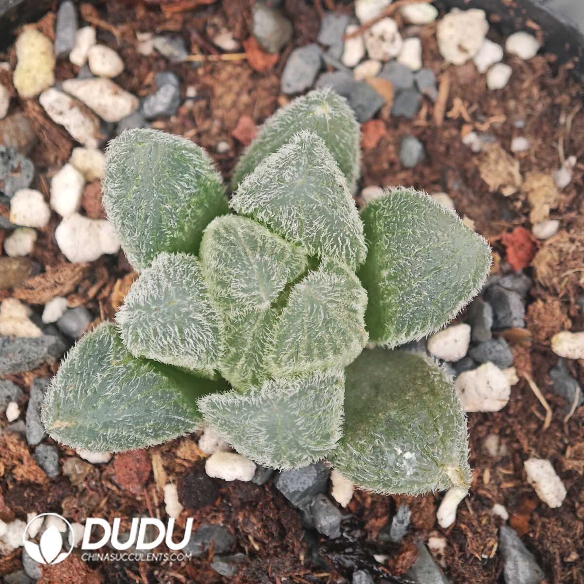 1756129765-1750041550-e201.jpg Haworthia Monroe - 画像 (1)