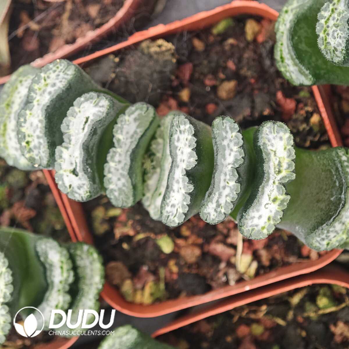 1756129769-1750041557-e201.jpg Haworthia Water Cube - 画像 (1)