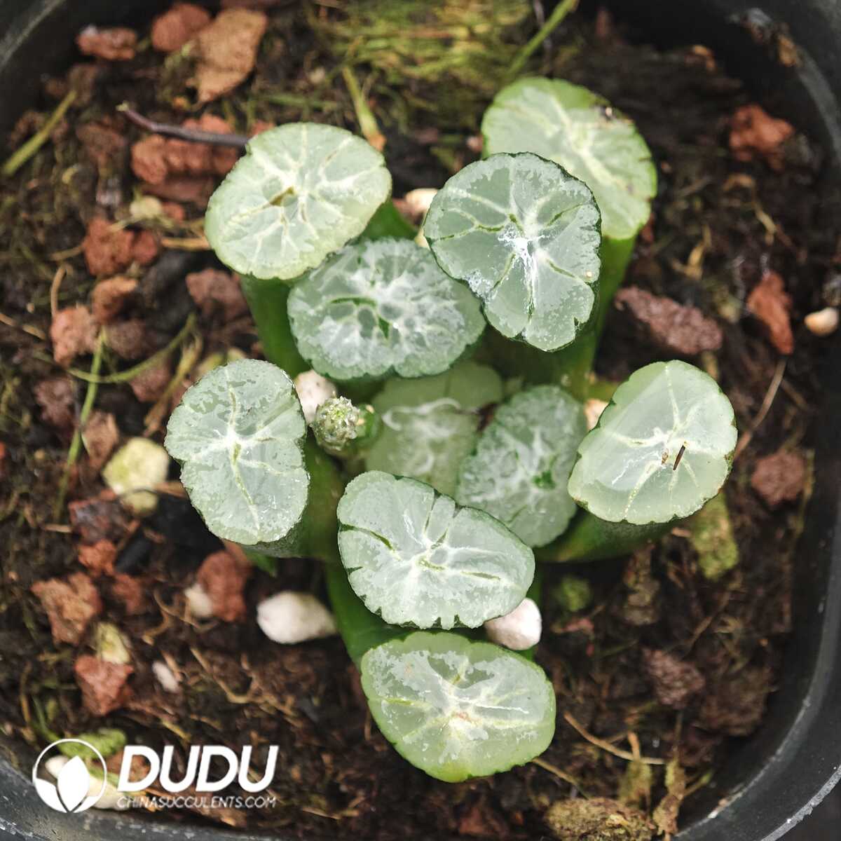 1756129775-1750041577-e201.jpg Haworthia Murasaki Inazuma - 画像 (1)