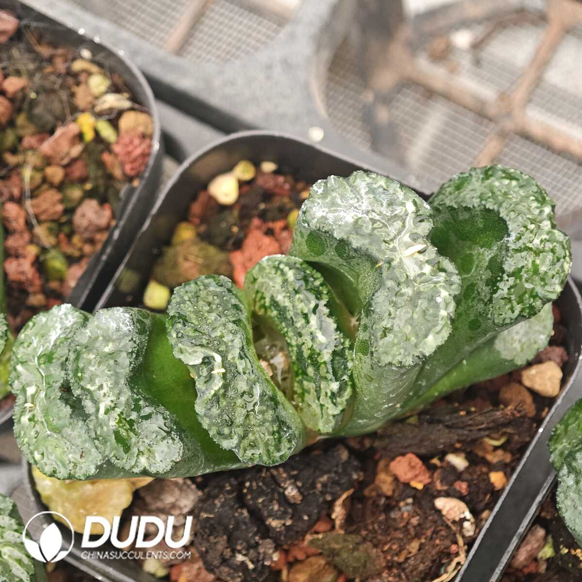 1756129792-1750041622-e201.jpg Haworthia Big Black - 画像 (1)