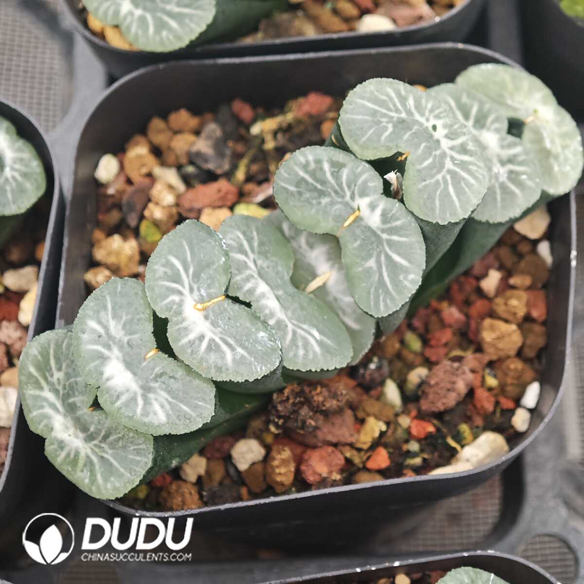 1756129795-1750041629-e201.jpg Haworthia Ice Lake - 画像 (1)