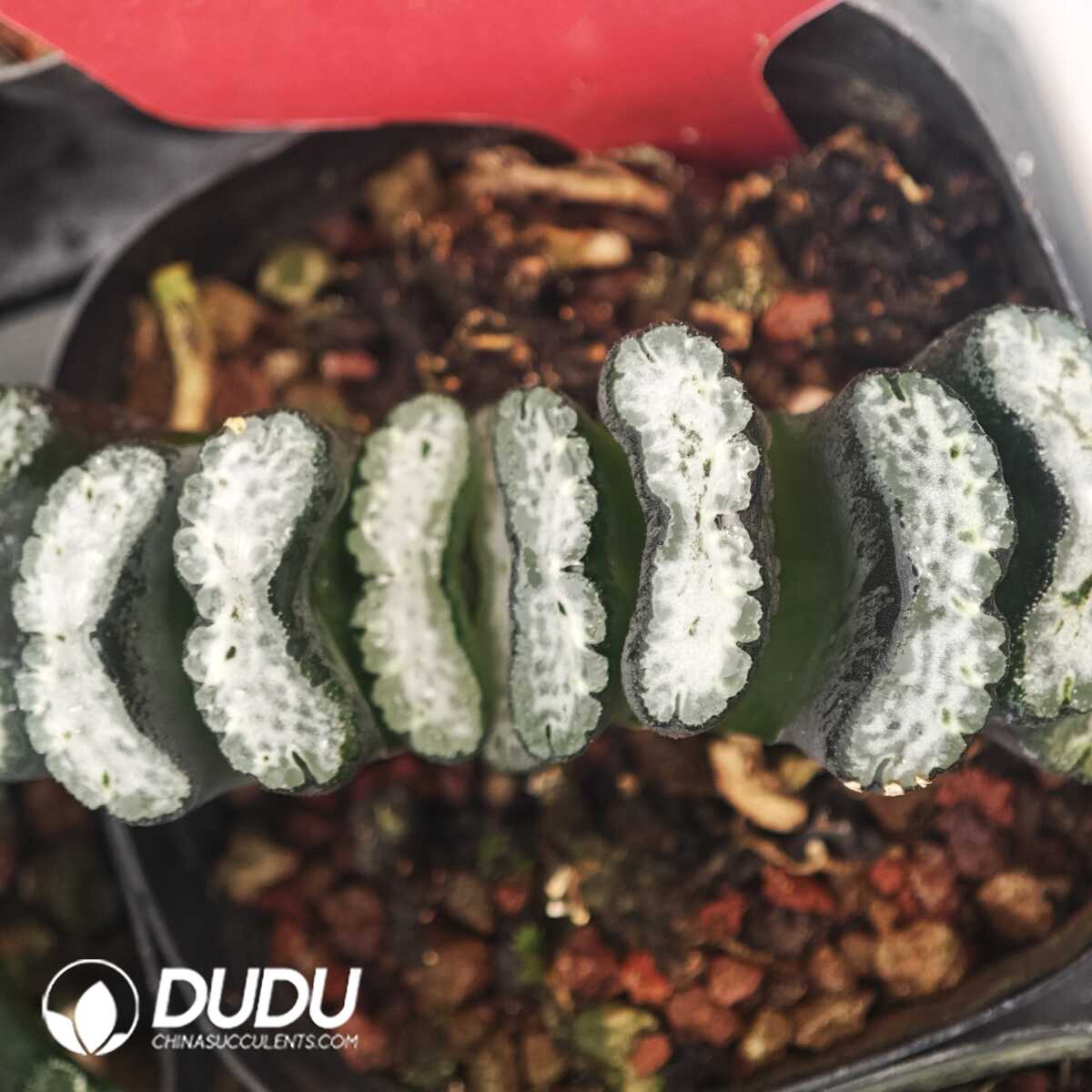 1756129816-1750041684-e201.jpg Haworthia Water Cube - 画像 (1)