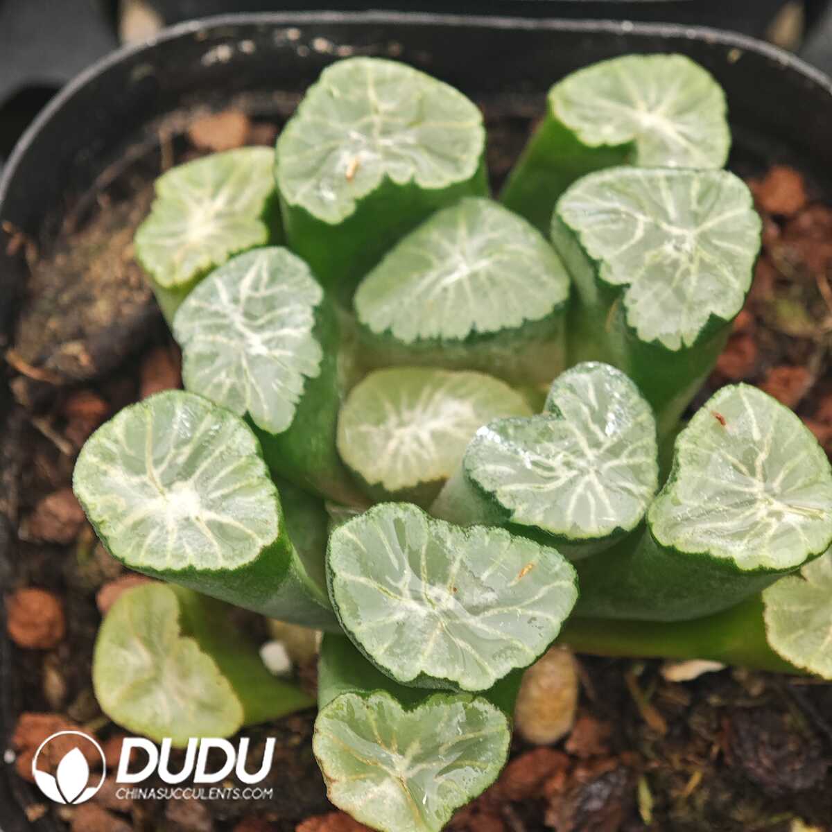 1756129824-1750041707-e201.jpg Haworthia Meiwen - 画像 (1)