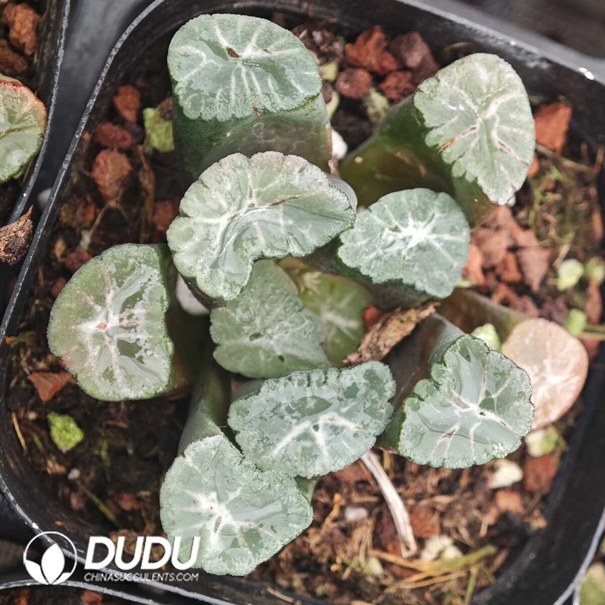 1756129863-1750041811-e201.jpg Haworthia Zhen Long - 画像 (1)