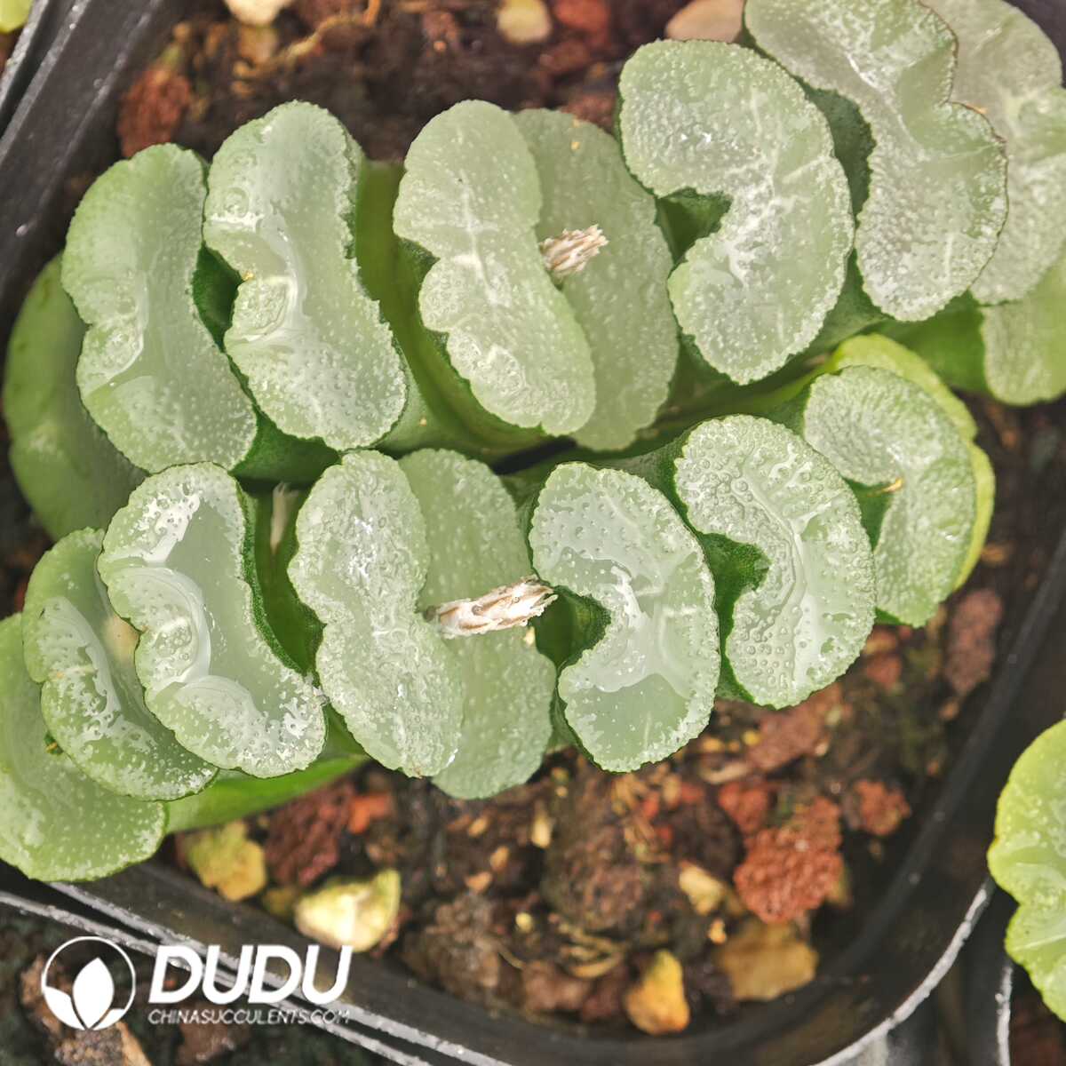 1756129894-1750041900-e201.jpg Haworthia truncata Glutinous Leaf Window Clustering - 画像 (1)