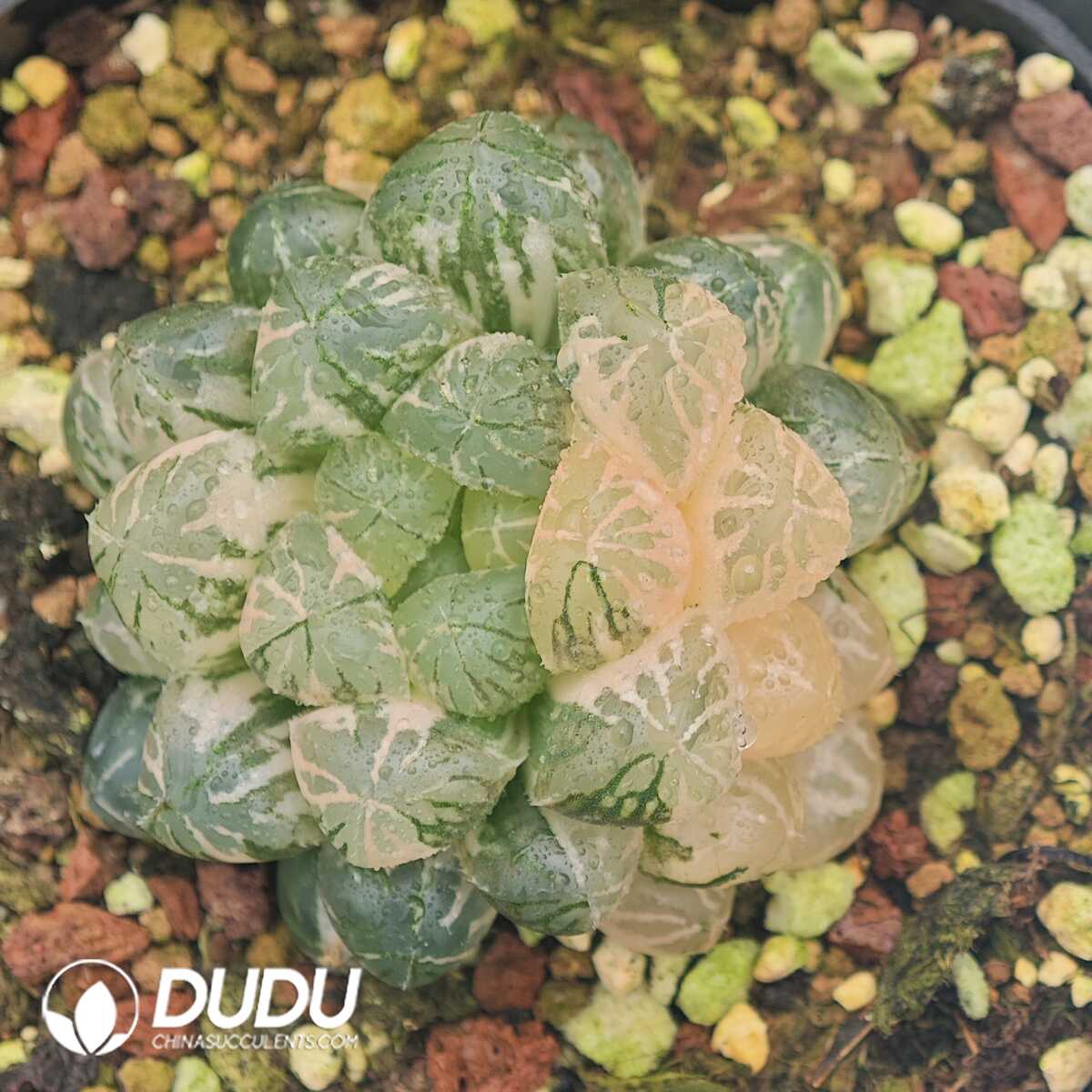 1756129925-1750041982-e201.jpg Haworthia Cooperi Plastic Skin Variegated - 画像 (1)