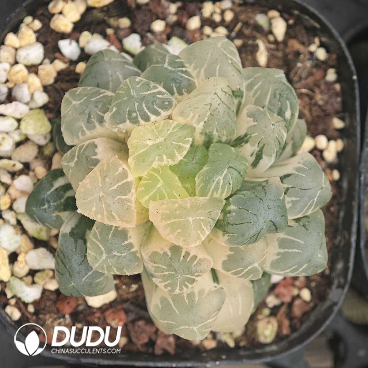 1756129928-1750041989-e201.jpg Haworthia Kanto Purple Variegated - 画像 (1)