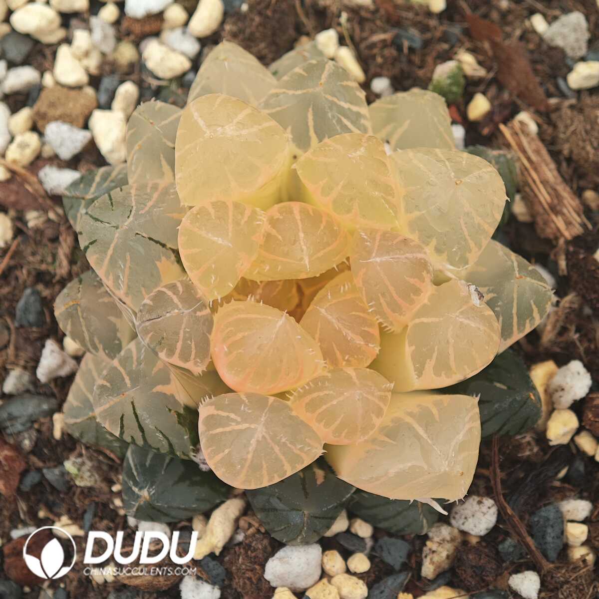 1756129938-1750042014-e201.jpg Haworthia Tian Huang - 画像 (1)