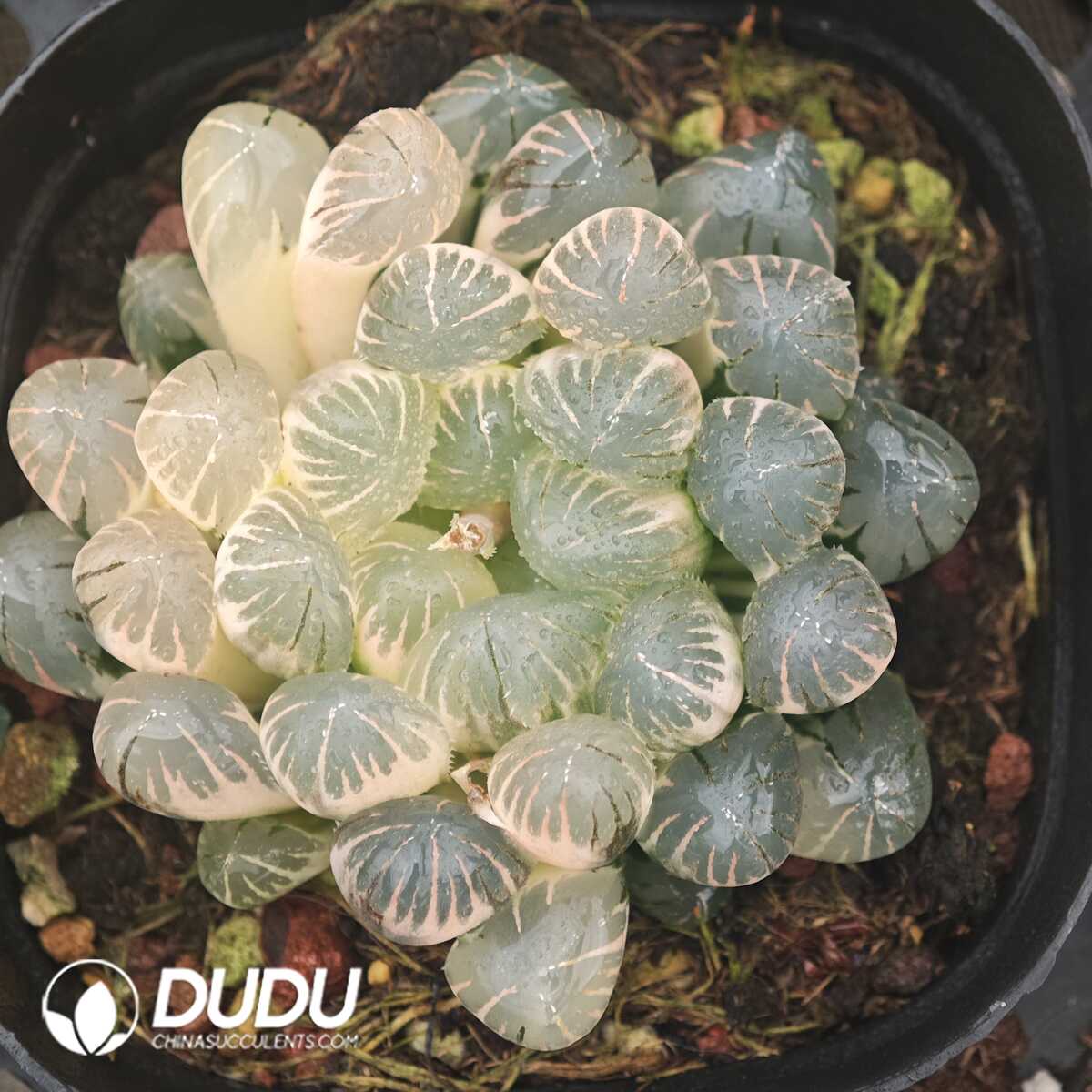 1756129940-1750042025-e201.jpg Haworthia Shake loose Variegated - 画像 (1)