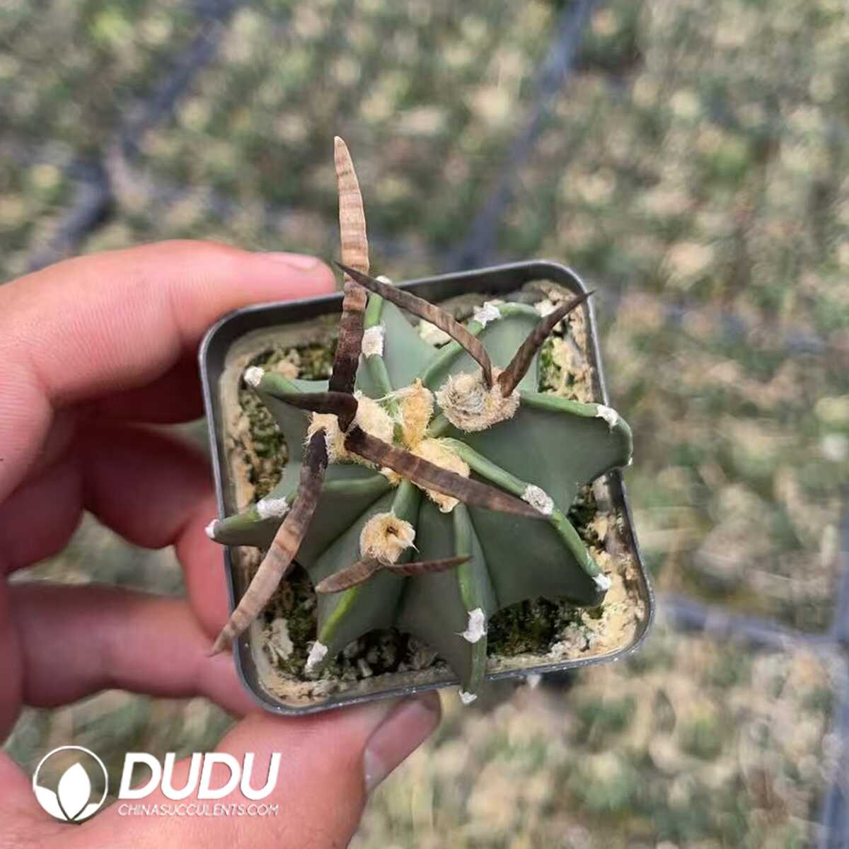 1756130077-1750320162-e201.jpg (Seed Grown)Boutique Astrophytum capricorne crassispinum - 画像 (1)