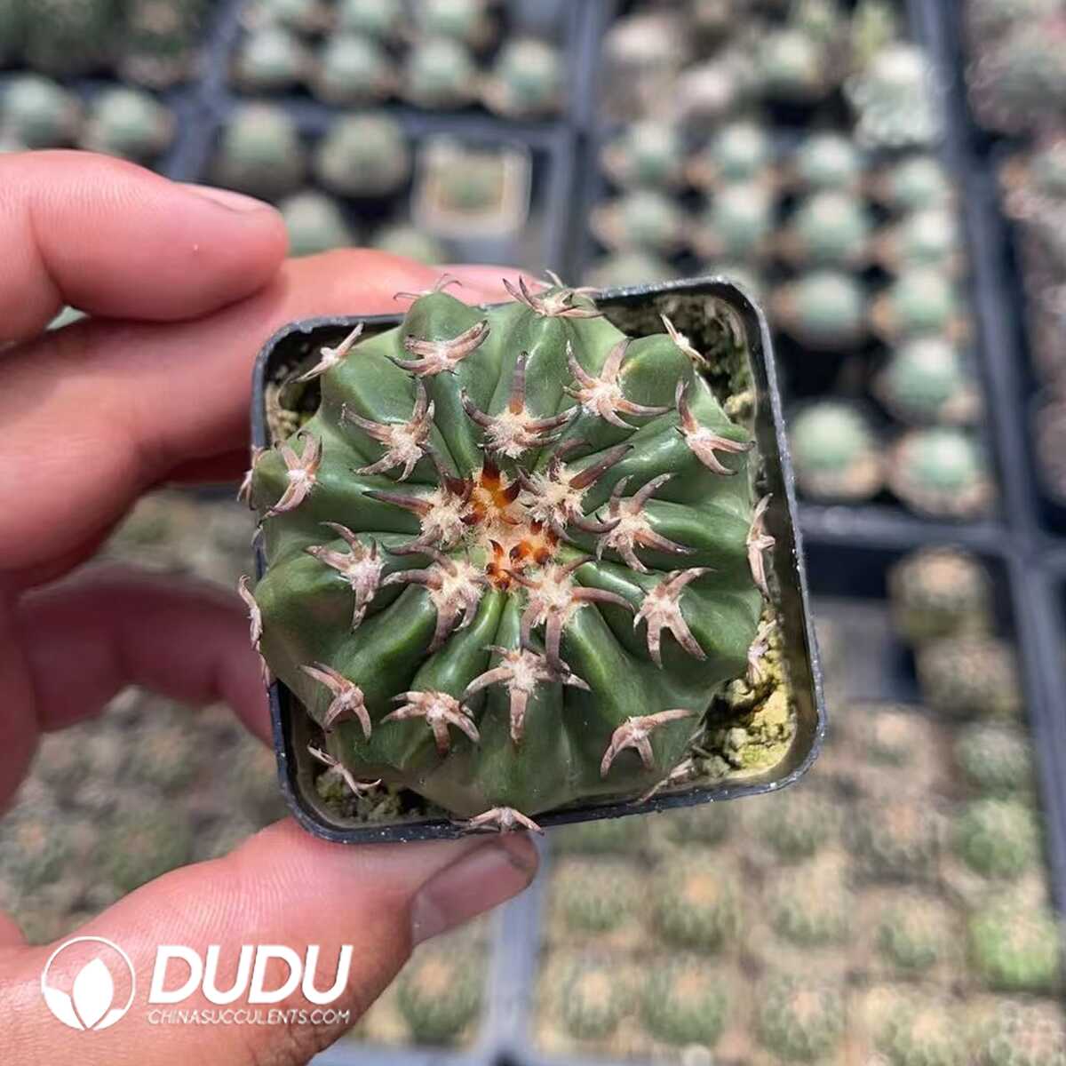 1756130093-1750320191-e201.jpg (Seed Grown)Discocactus Cat's Paw - 画像 (1)