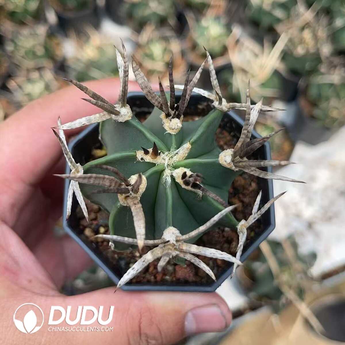 1756130115-1750320239-e201.jpg (Seed Grown)Boutique Astrophytum capricorne crassispinum - 画像 (1)