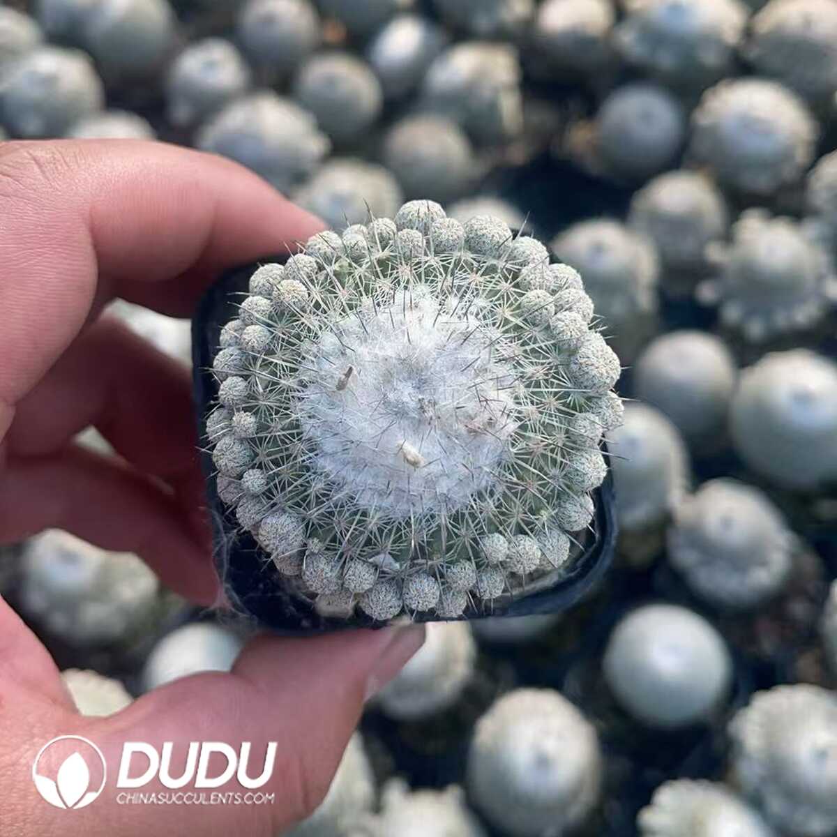 1756130137-1750321107-e201.jpg (Rooted Cutting)Epithelantha unguispina - 画像 (1)