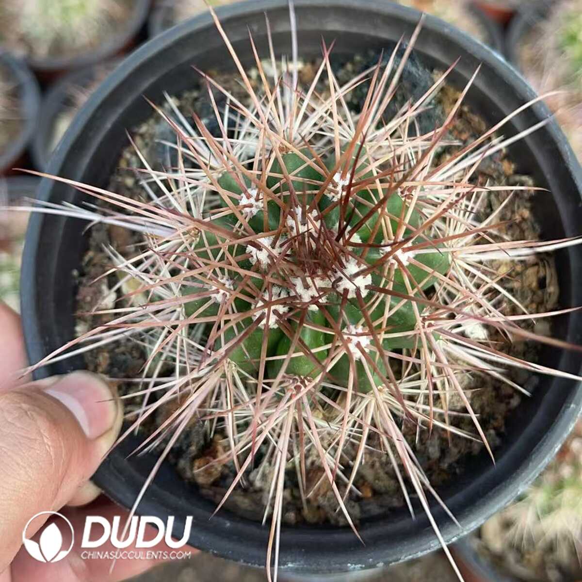 1756130149-1750321141-e201.jpg (Seed Grown)Melocactus macrocanthos Var.sinilis - 画像 (1)