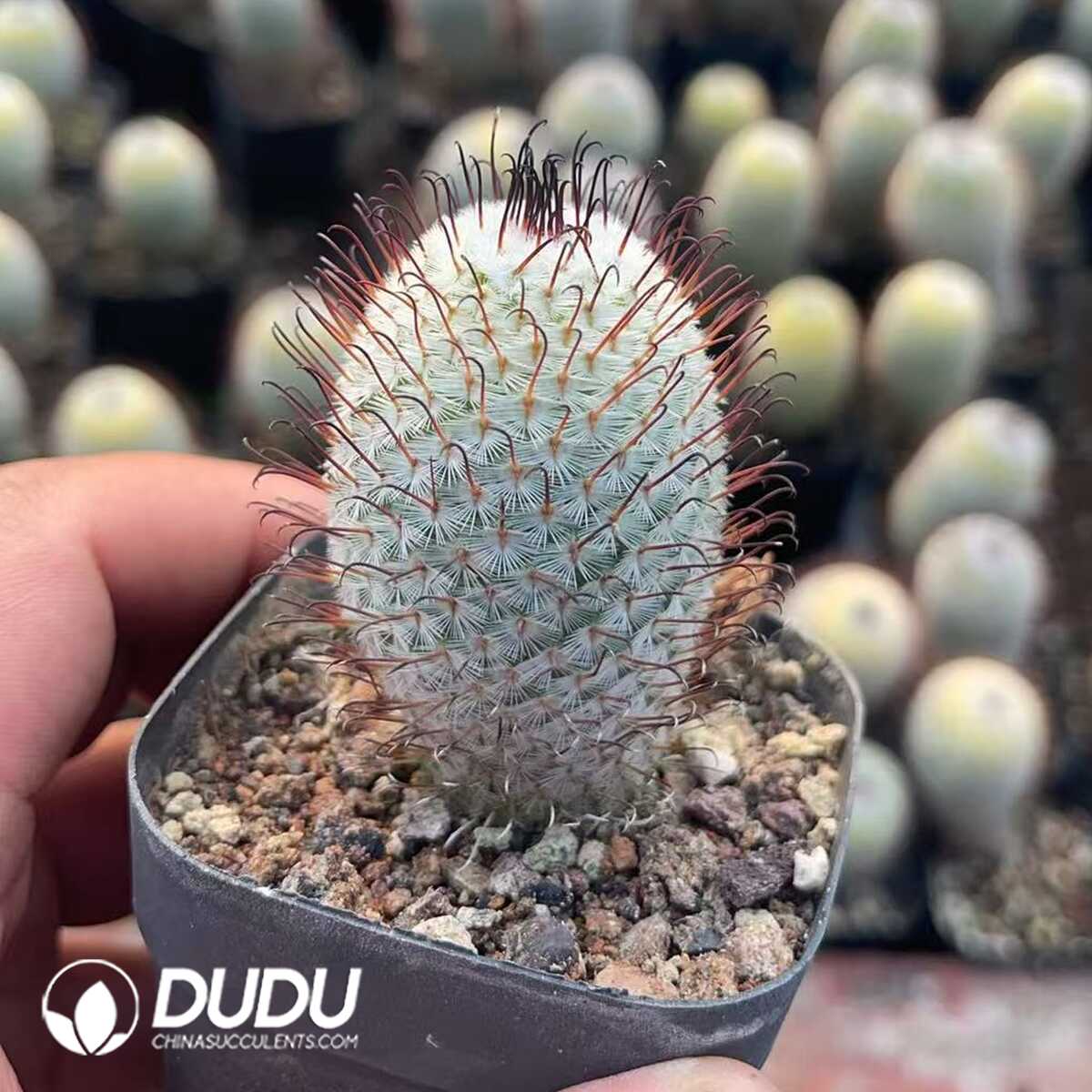 1756130158-1750321163-e201.jpg (Rooted Cutting)Mammillaria perezdelarosae - 画像 (1)