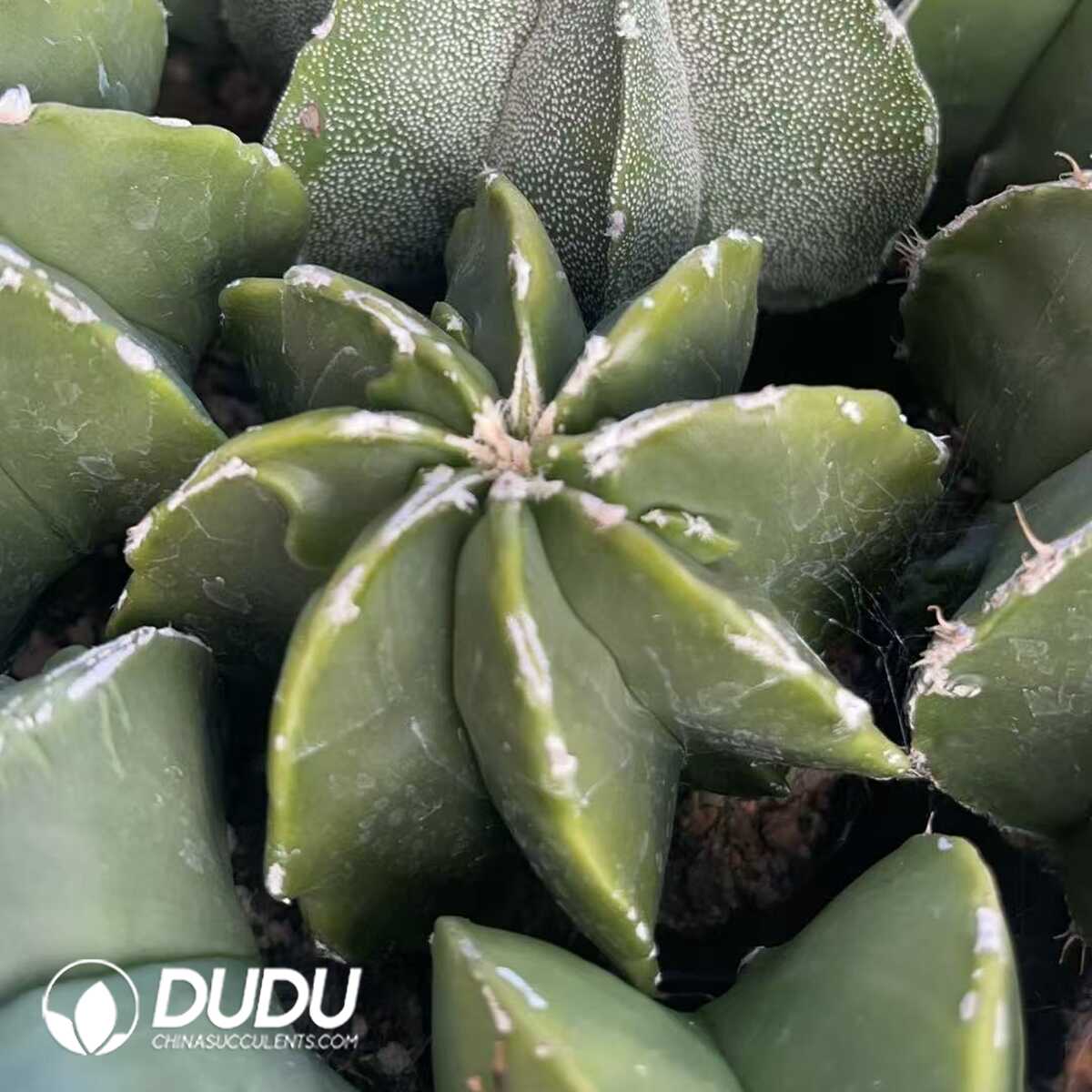 1756130218-1750321334-e201.jpg (Seed Grown)Astrophytum myriostigma with White Border - 画像 (1)