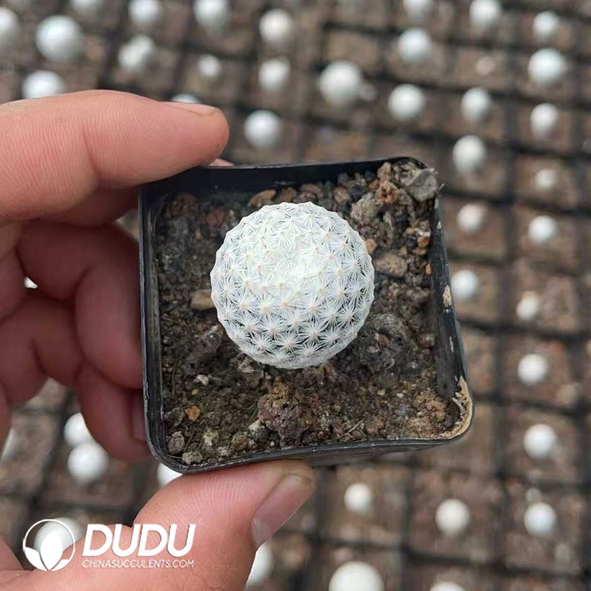 1756130289-1750322474-e201.jpg (Seed Grown)Cactus-Mammillaria herrerae - 画像 (1)