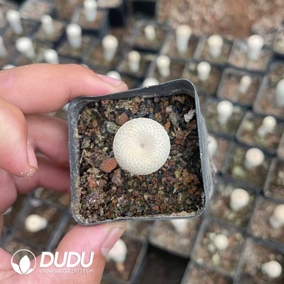 1756130302-1750322509-e201.jpg (Seed Grown)Cactus-Mammillaria The little man - 画像 (1)