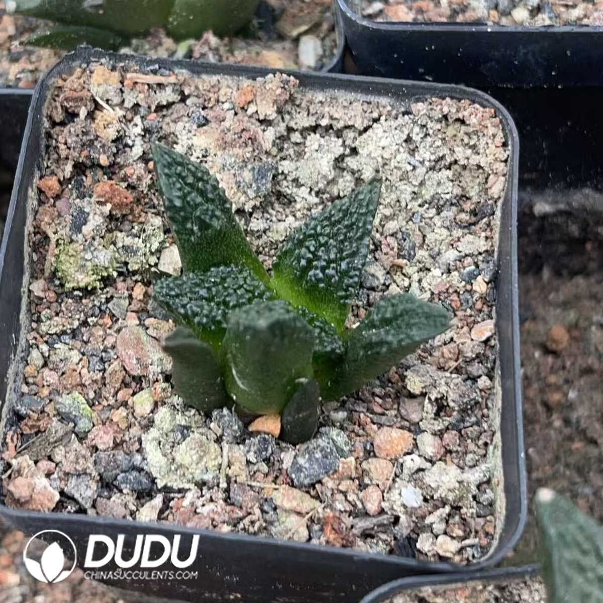 1756130332-1750322582-e201.jpg (Seed Grown)Ariocarpus fissuratus cv. Godzilla - 画像 (1)