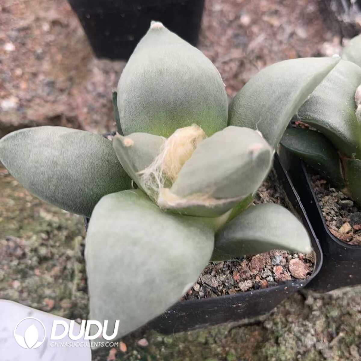 1756130348-1750322616-e201.jpg (Seed Grown)Ariocarpus-furfuraceus var.magnificus - 画像 (1)