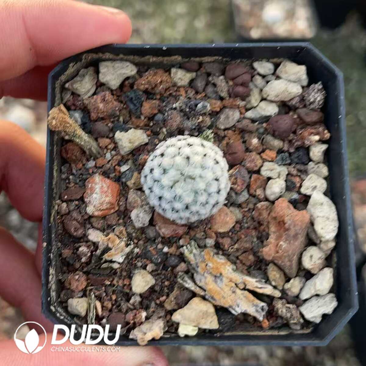 1756130506-1750412155-e201.jpg (Seed Grown)Mammillaria Sanchez-Mejoradae - 画像 (1)