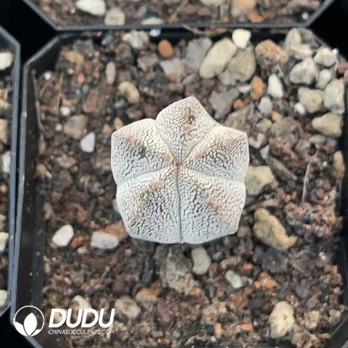 1756130567-1750412398-e201.jpg (Seed Grown)Astrophytum Myriostigma Cv. Sankaku Onzukaranpogyoku - 画像 (1)