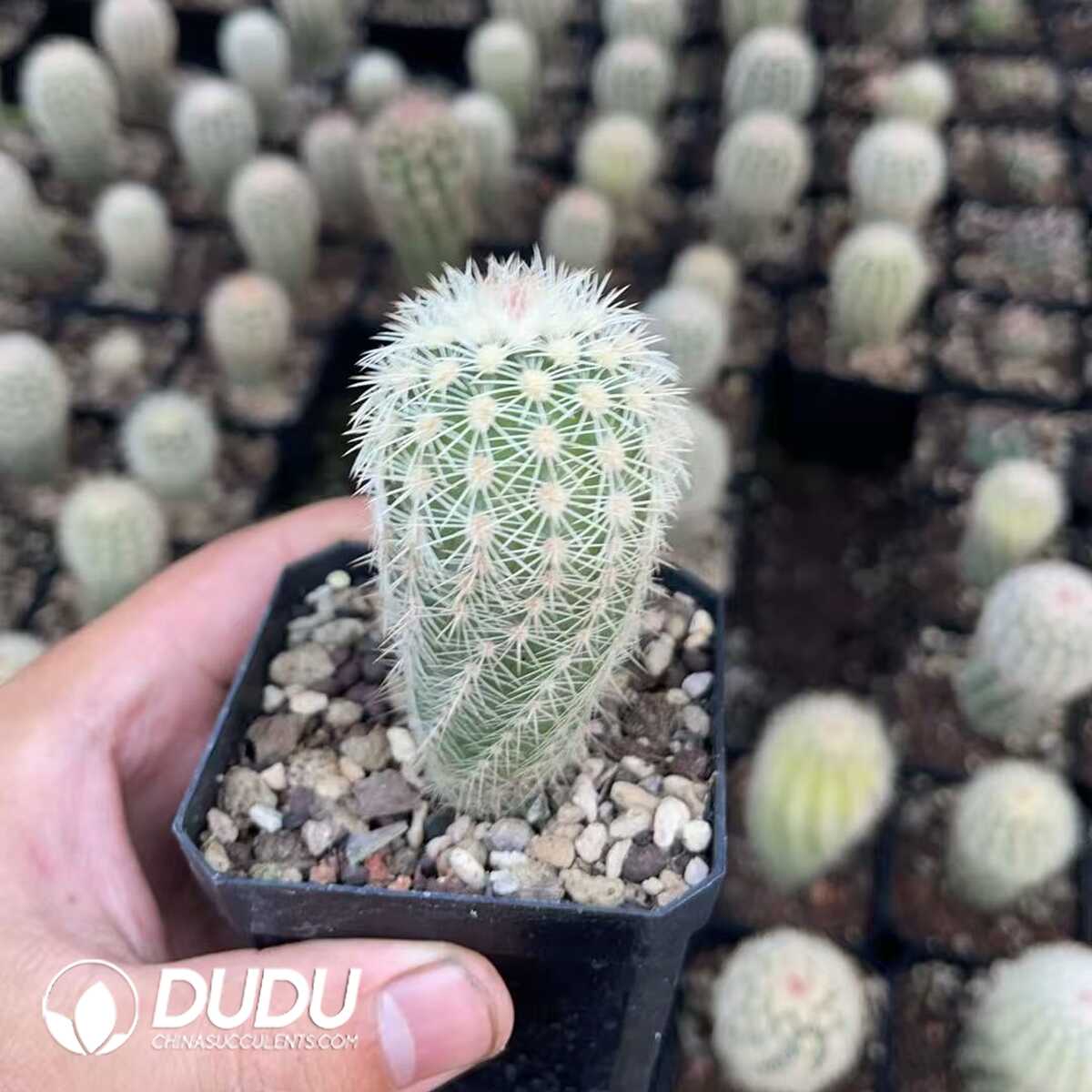 1756130622-1750640723-e201.jpg (Seed Grown)Echinocereus dasyacanthus - 画像 (1)