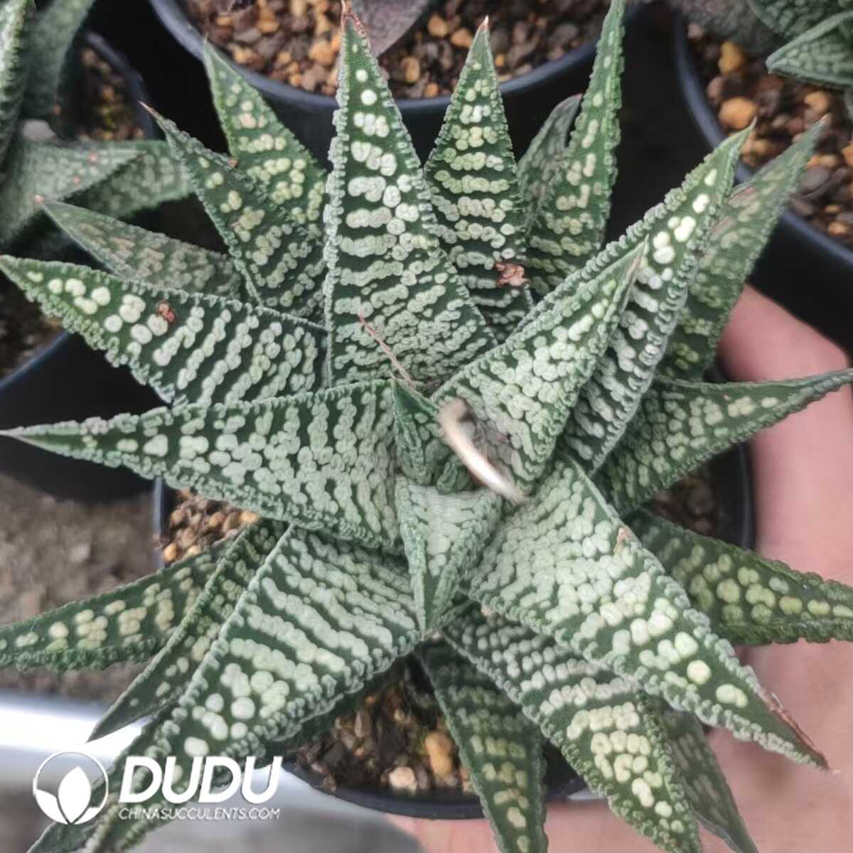 1756130995-1751012420-e201.jpg Haworthia Leathery Leaf Hybrid - 画像 (1)