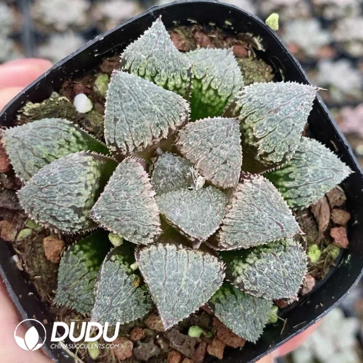 1756131360-1751015537-e201.jpg Haworthia Juwemeng - 画像 (1)