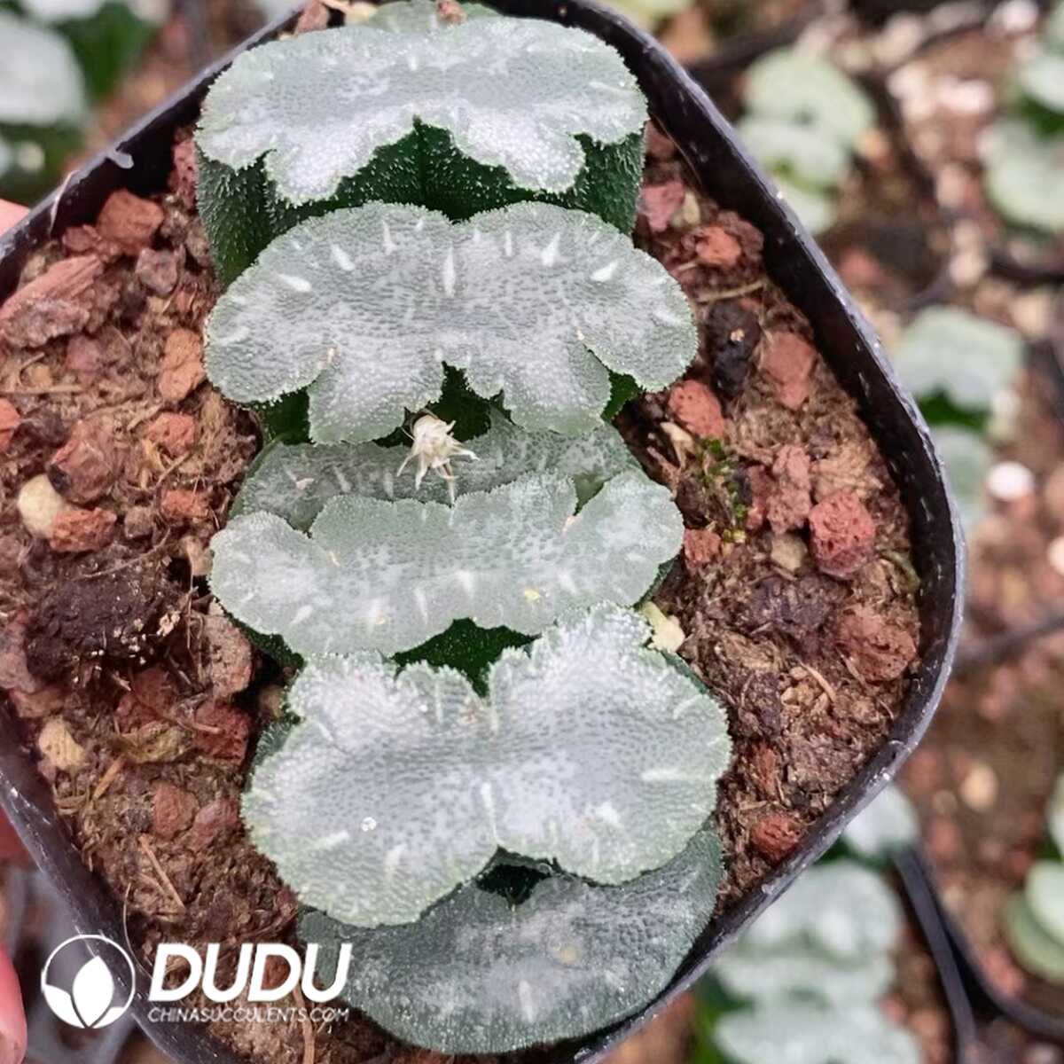 1756131361-1751015542-e201.jpg Haworthia Small Mammoth - 画像 (1)