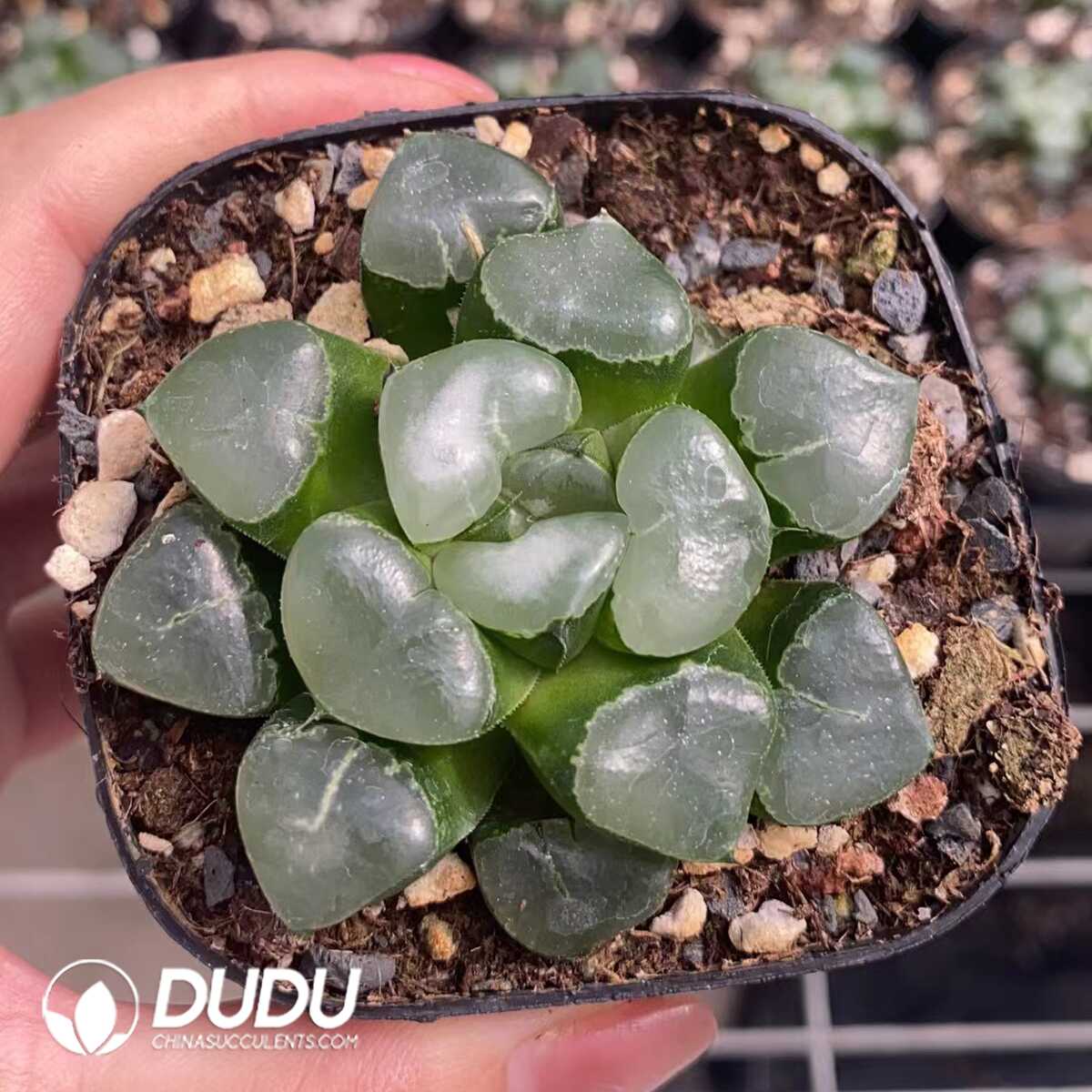 1756131365-1751015549-e201.jpg Haworthia Cuiji - 画像 (1)