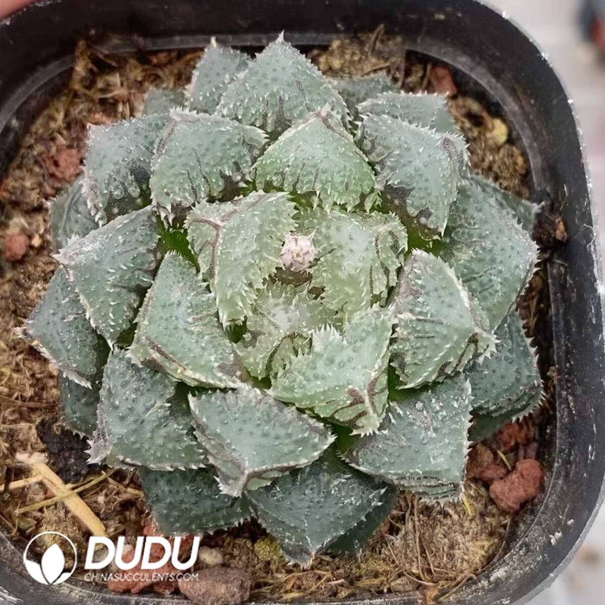 1756131366-1751015554-e201.jpg Haworthia Cooperi Magic Thorn - 画像 (1)