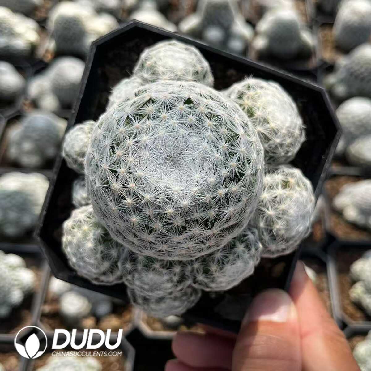 1756132312-e201-65.jpg (Rooted Cutting)Mammillaria Huge humboldtii Ehrenb Clustering - 画像 (1)