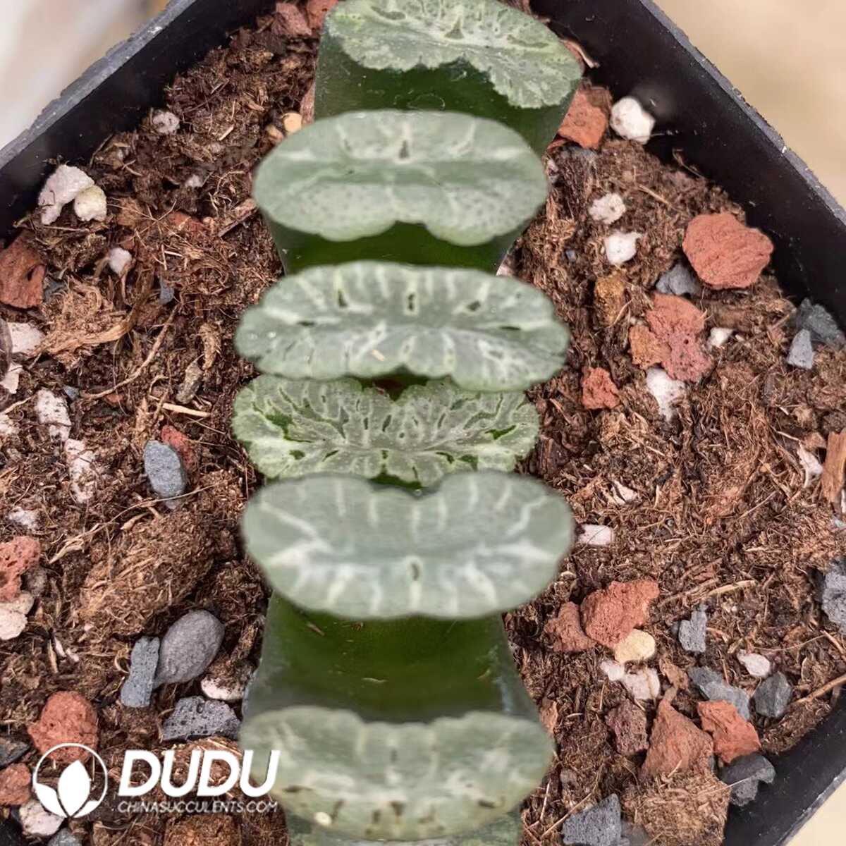 1756274417-e201.jpg Haworthia Truncata Genbu - 画像 (1)