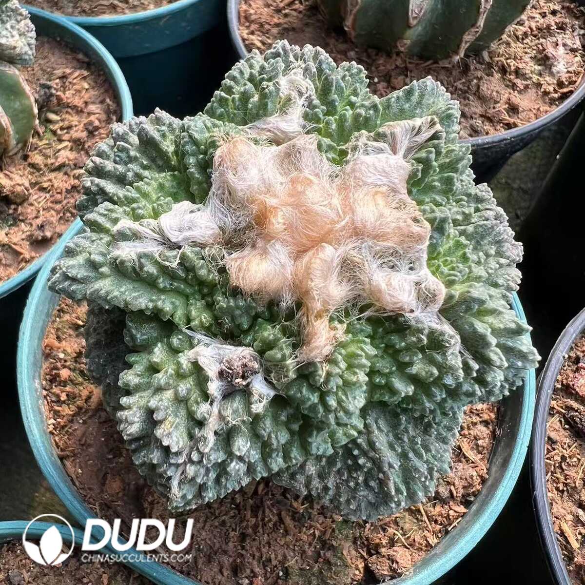 1756276513-e201.jpg (Grafted)Copiapoa griseoviolacea - 画像 (1)