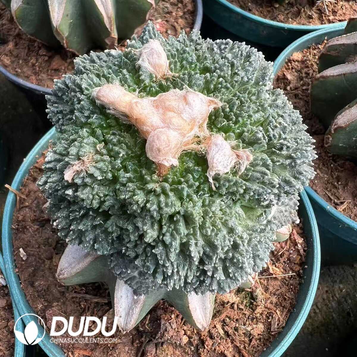 1756276522-e201.jpg (Grafted)Ariocarpus fissuratus Godzilla - 画像 (1)