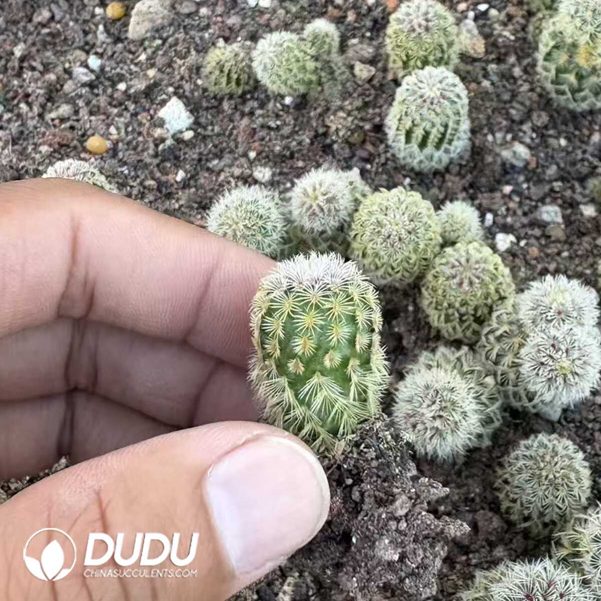 e201-1-1.jpg (Seed Grown)Echinocereus Rigidissimus Seedlings 100 pcs - 画像 (1)