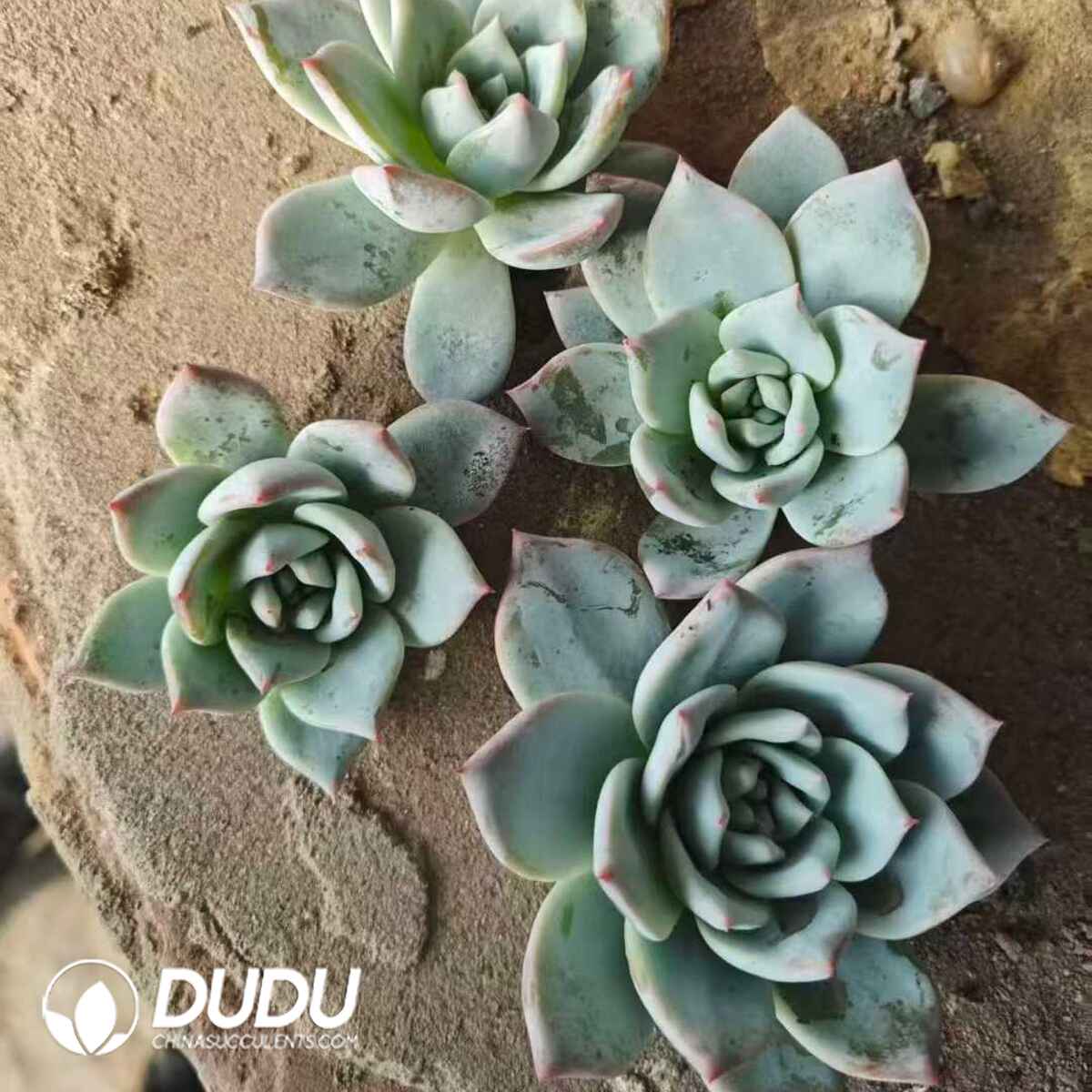 e201-103.jpg 500pcs Echeveria Pink Blue Bird Cuttings - 画像 (1)