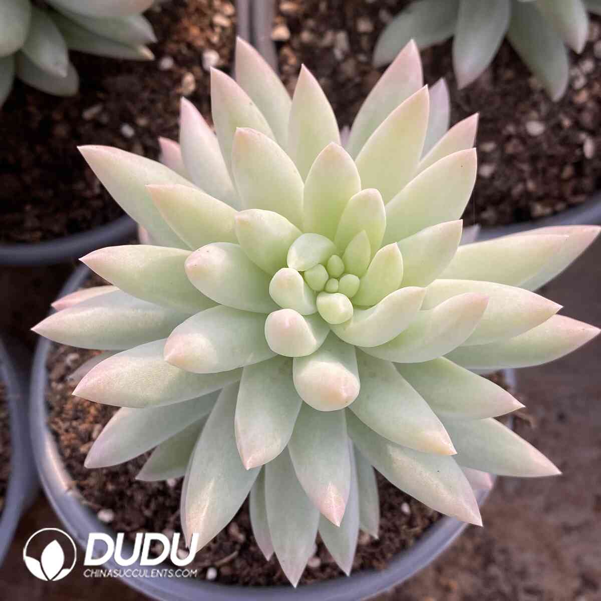 e201-1035.jpg Sedum Harry Butterfield - 画像 (1)