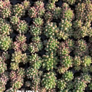 105pcs Echeveria Fireworks Seedlings