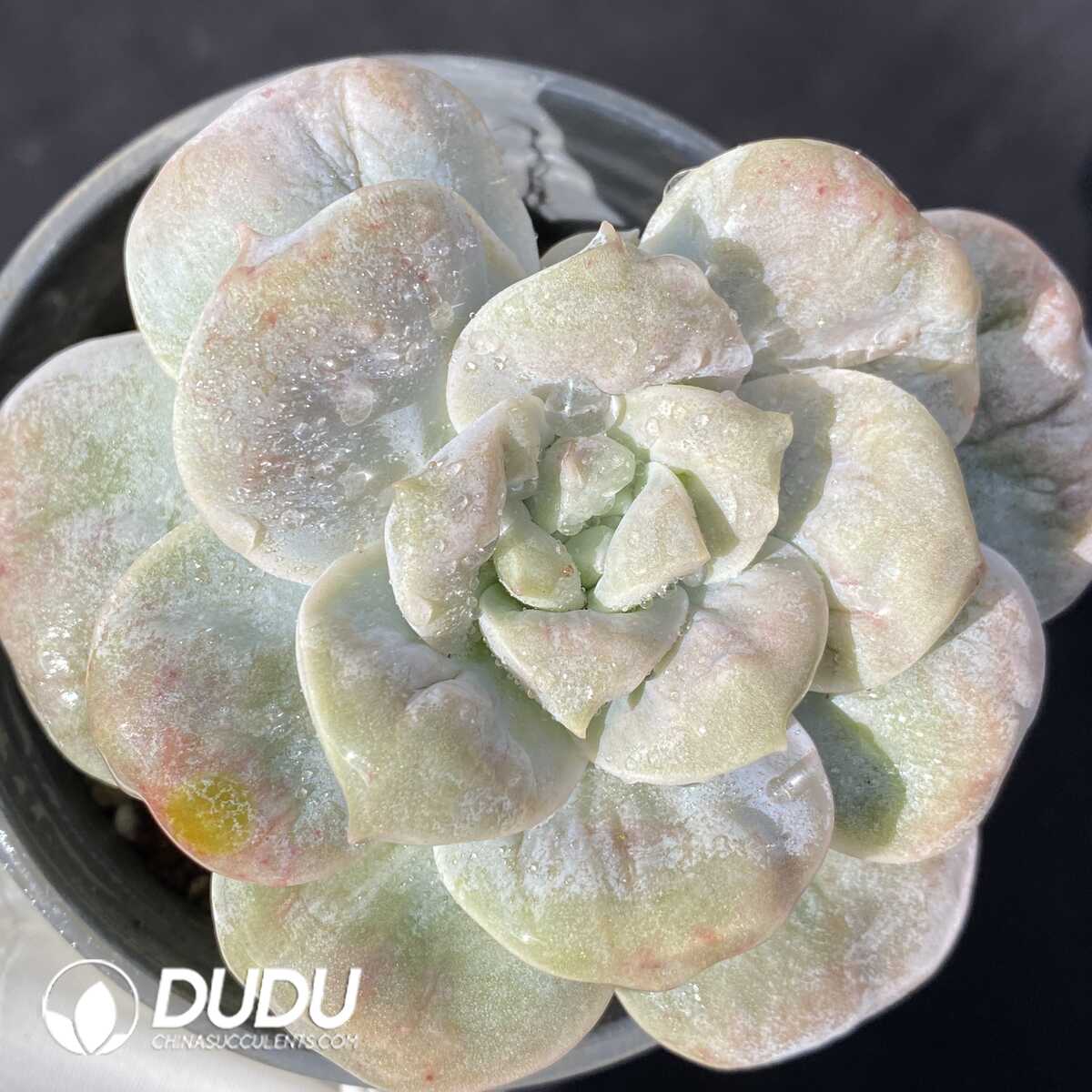 e201-114.jpg Sedum Tumors Rose - 画像 (1)