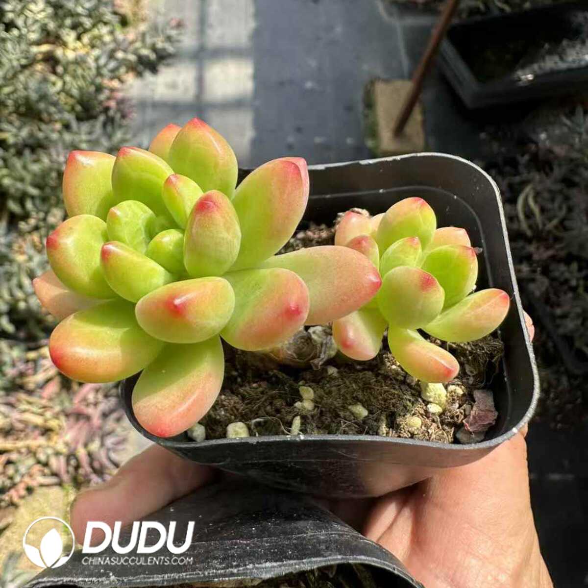 e201-121.jpg Sedum Shangri La Double Heads - 画像 (1)