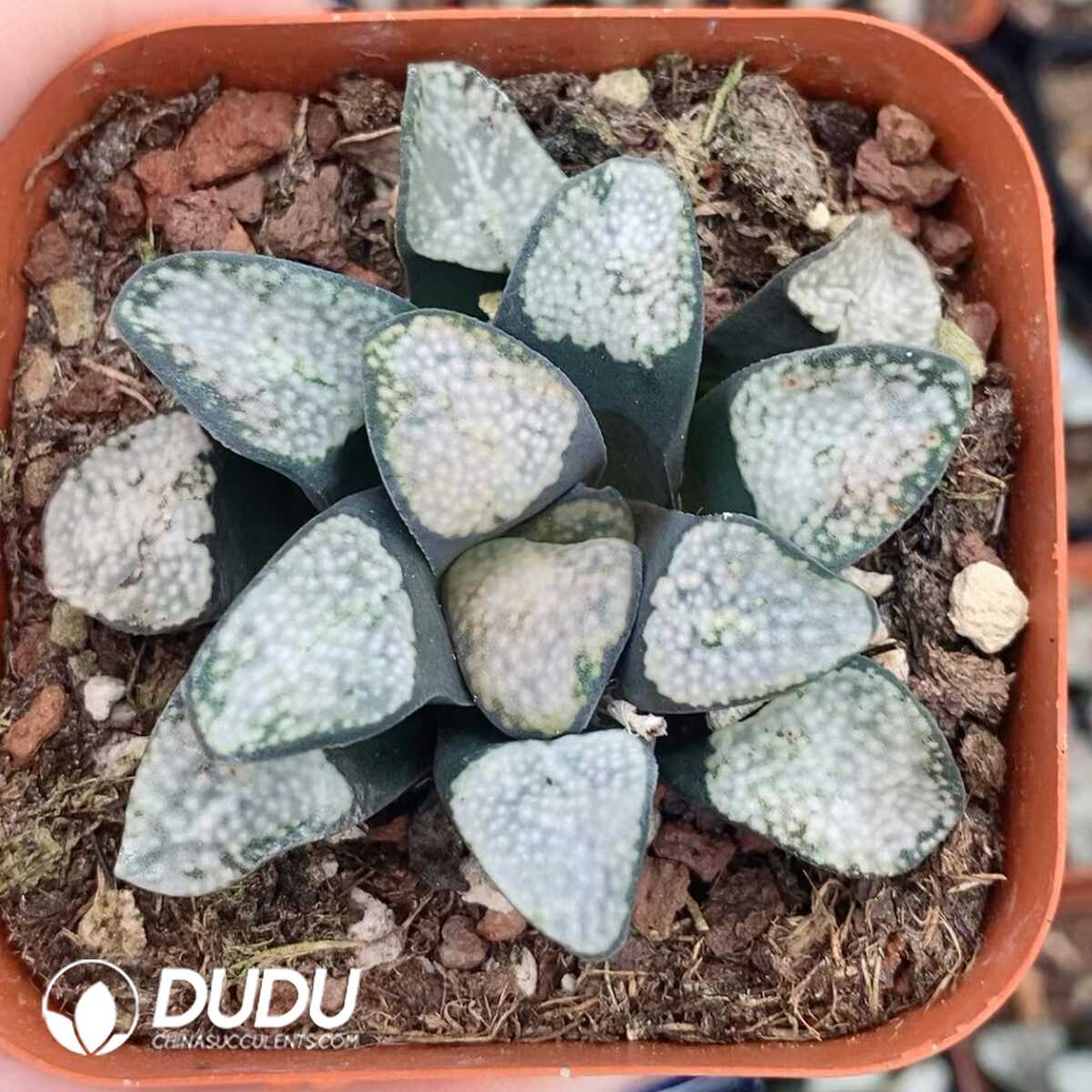 e201-1263.jpg Haworthia Dot - 画像 (1)