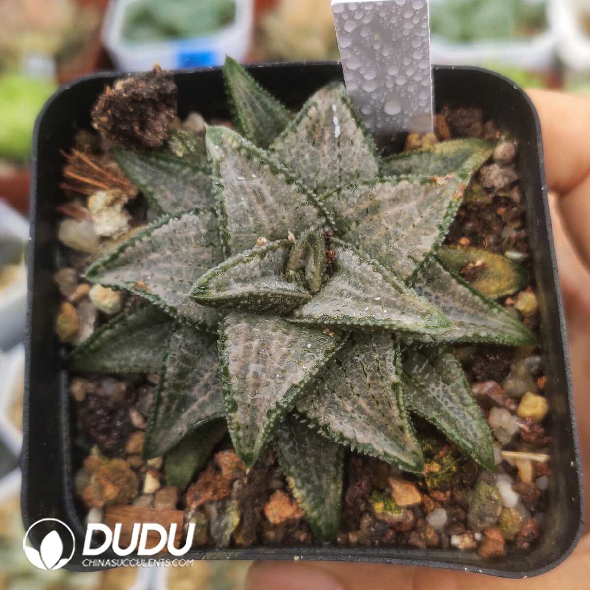 e201-1316.jpg Haworthia Silver Wolf Spider Sclerophyllum - 画像 (1)