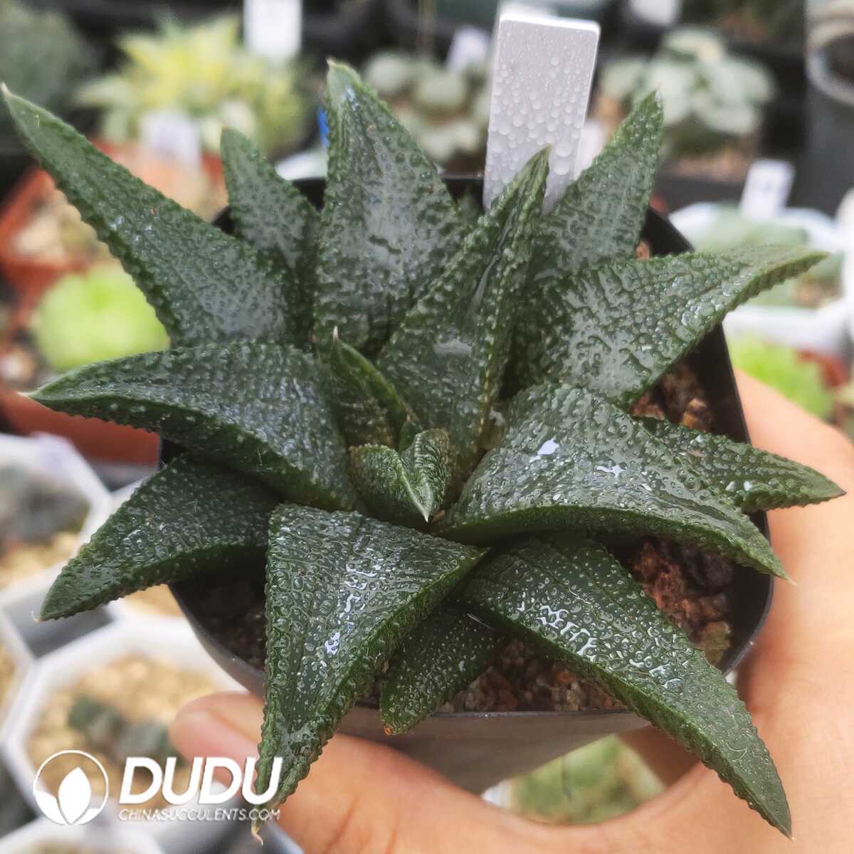 e201-1317.jpg Haworthia Black King Sclerophyllum - 画像 (1)